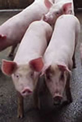 Pig farm in Malaysia, 1999.: In Australia, humans became ill after exposure to body fluids and excretions of horses infected with Hendra virus. In Malaysia and Singapore, humans were infected with Nipah virus through close contact with infected pigs. Caption and Image from Centers for Disease Control and Prevention Public Health Image Library, Atlanta, GA)
